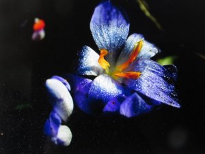 IMG_0901.JPG