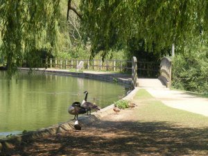 Geese.jpg