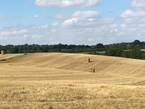 fields.jpg
