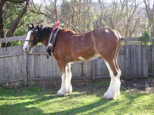 Clydesdale_horse.jpg