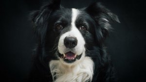 border-collie-987947_1280_15004865_ver1.0_640_360.jpg