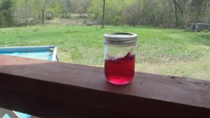 red bud.JPG