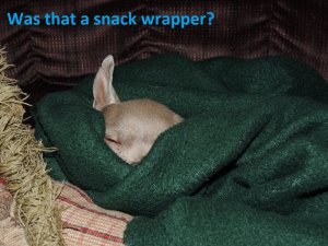 taco snack.jpg