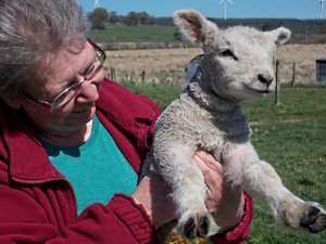 lamb4b.JPG