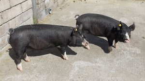 pigs2019.JPG