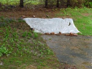 plastic (800x600).jpg