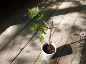 trumpet vine (800x600).jpg