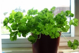 parsley.jpg