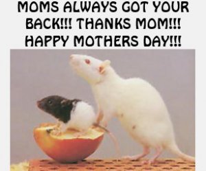 rat_moms_always_got_your_back_thanks_mom_t_shirt-r60ea76cd14c247ca9064b637a3aeb934_k2glg_307.jpg