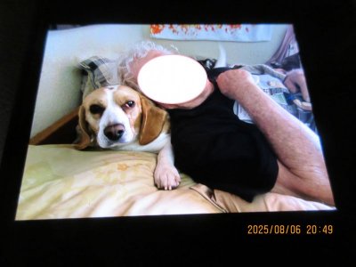 2025-08-07 dogsleeping.jpg