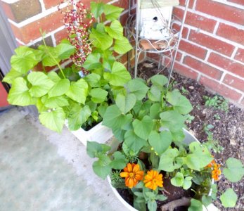 Sweet Potato Container Gardens.jpg