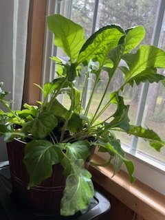 Plant.jpg