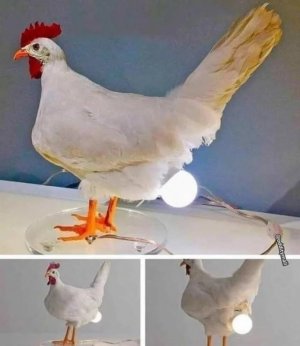 lamp.jpg