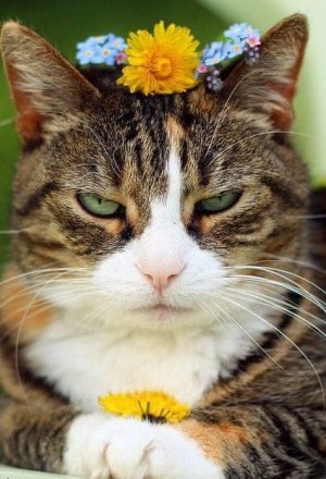 dandy cat.jpg