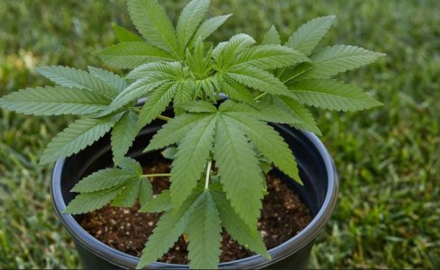 plant.jpg