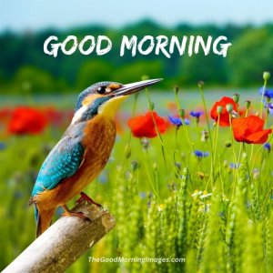 Good-Morning-Nature-Images-new-8-1024x1024-2143903672.jpg