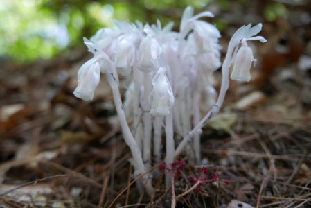 Indian pipes P1010025.JPG