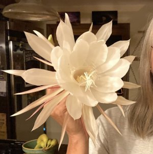 cereus bloom.jpg