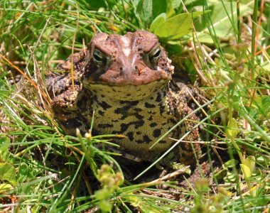 TOAD_DSC7251.jpg