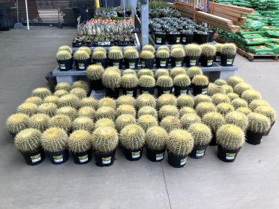 cactus home depot IMG_1517.jpeg