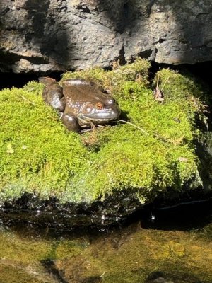 mypondfrog.jpg