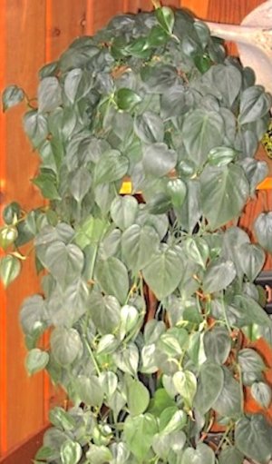 Heartleaf Philodendron .jpeg