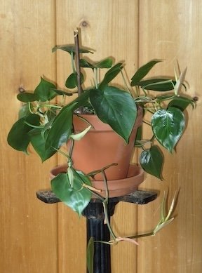 Heartleaf Philodendron 3sm.jpeg
