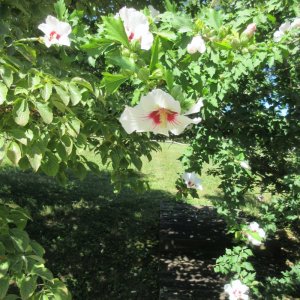 Floweringbush1.jpg