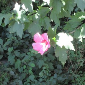 Floweringbush2.jpg