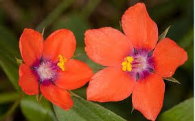 Scarlet Pimpernel.jpg