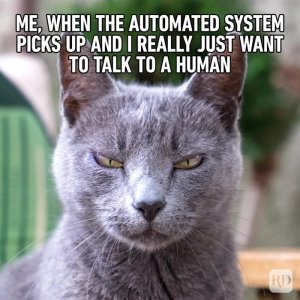 Hilarious-Cat-Memes-13.jpg