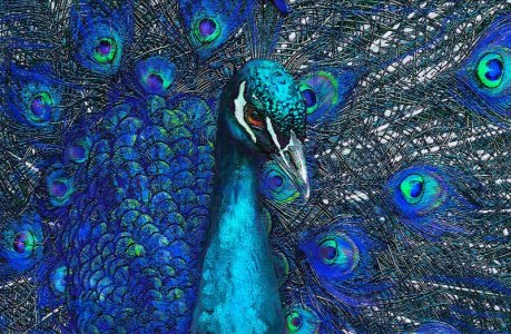 blue-peac12.jpg