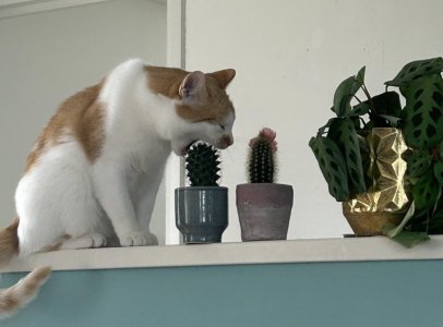 catcus.jpeg
