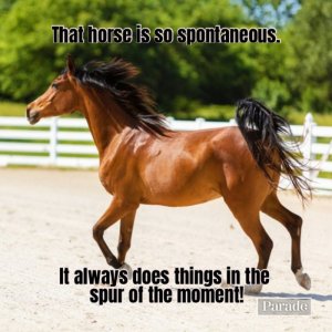 horse-puns.jpg