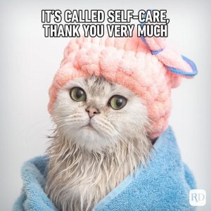 Hilarious-Cat-Memes-7.jpg