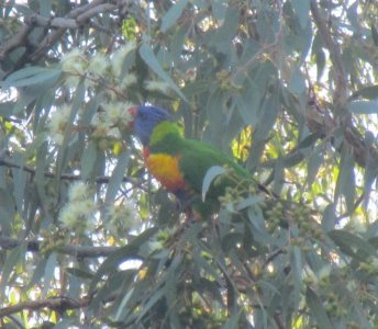 Rainbow Lorikeet.JPG