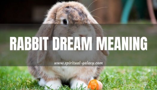 Rabbit-Dream-Interpretation-2.jpg