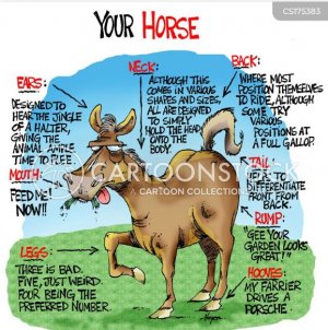 horse-parts.JPG