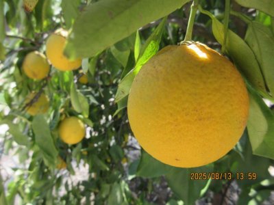 IMG_0736.JPG