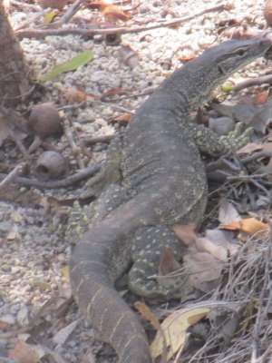Monitor Lizard.jpg Monitor Lizard.jpg