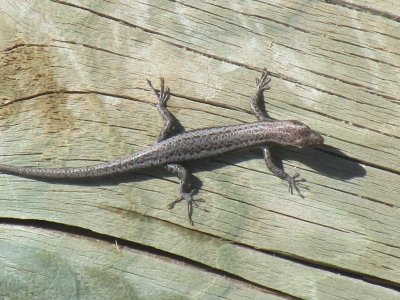 Buchanan's Snake-eyed Skink.jpg Buchanan's Snake-eyed Skink.jpg