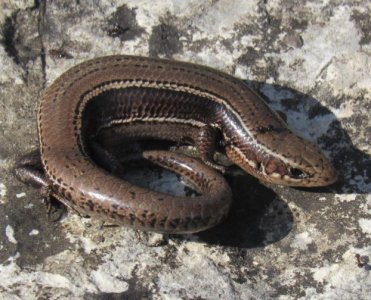 SouthernCoalSkink.JPG