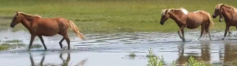 Assateaque wild ponies.jpg