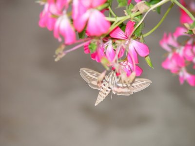 Hummingbird Moth.jpg