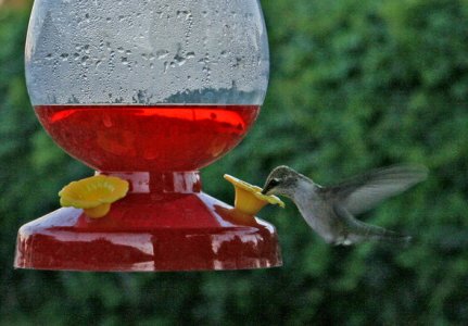 Hummingbird Backyard.jpg