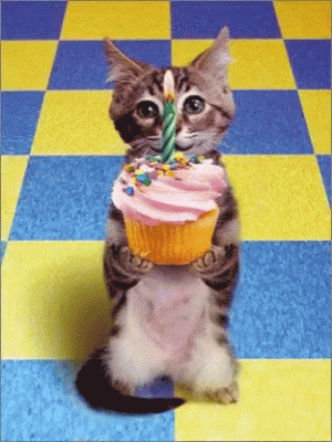 IMG_6239.gif