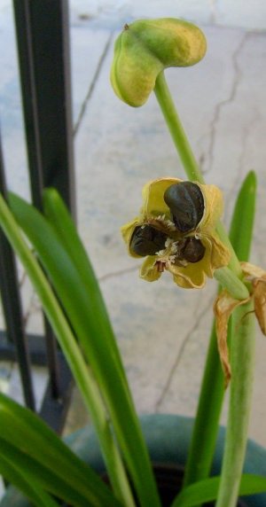Lily Pods.jpg