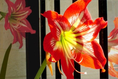 Lilies.jpg