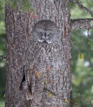 owlcamo.jpg