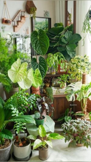 Plants2.jpg
